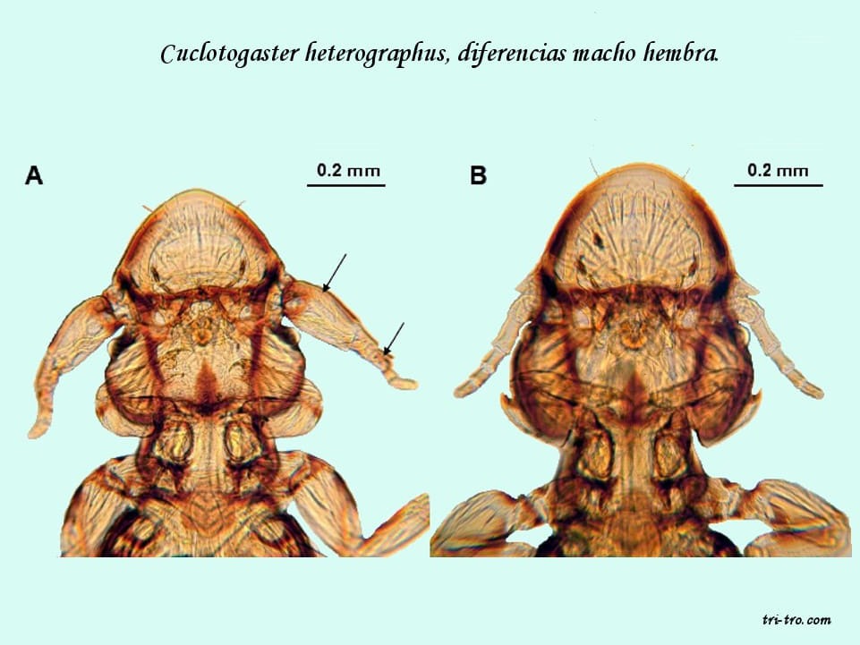 Diferencia entre macho y hembra de Cuclotogaster heterographus