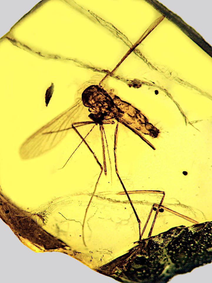 Culex malariager de 15-20 millones de años