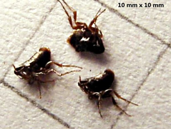 Contenido de pulgas en 1 cm²