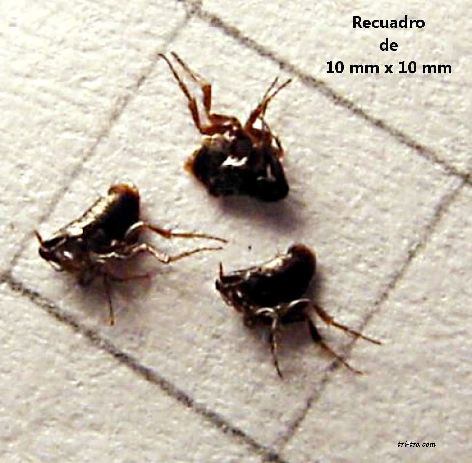 Contenido de pulgas en 1 cm²