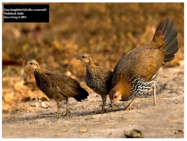 Dave Irving. Kerala India, gallina Soneratti con dos pollas.