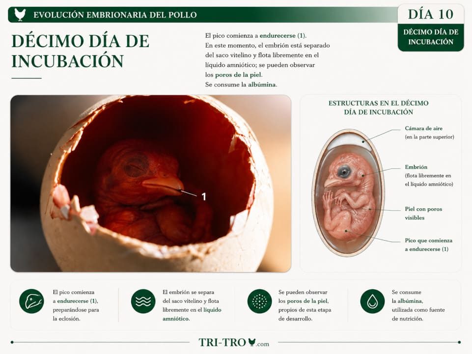Décimo día de incubación.