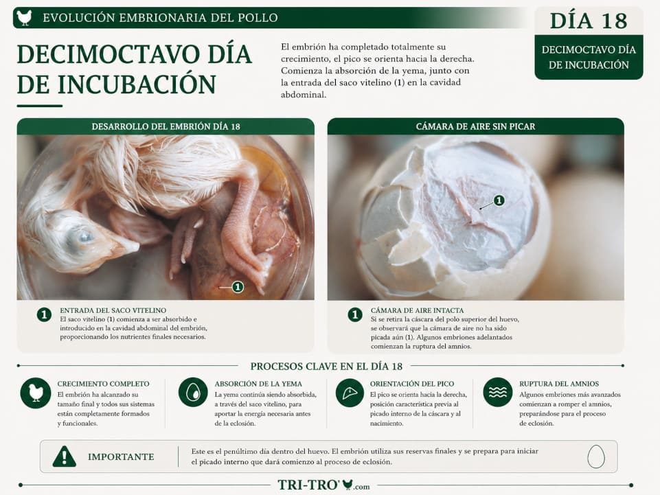 Decimoctavo día de incubación