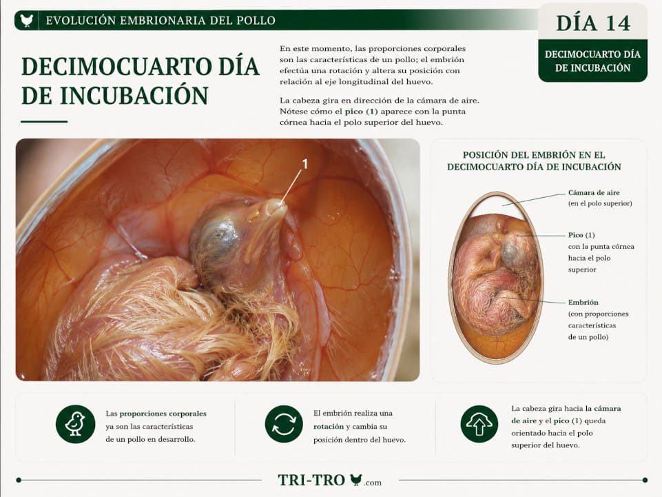 Decimocuarto día de incubación.