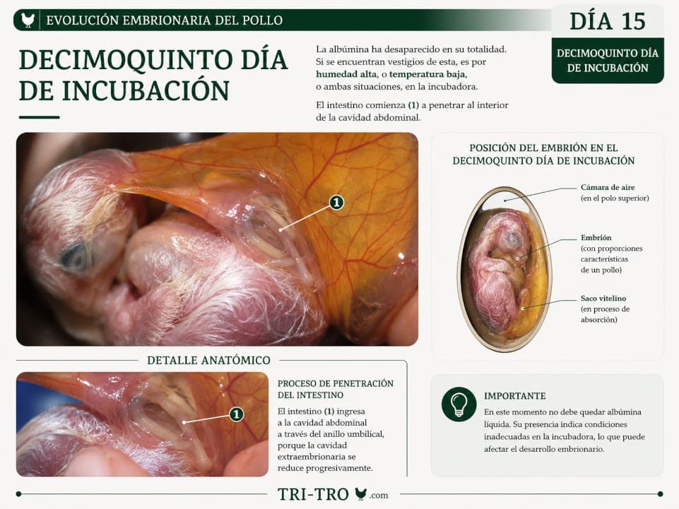 Decimoquinto día de incubación