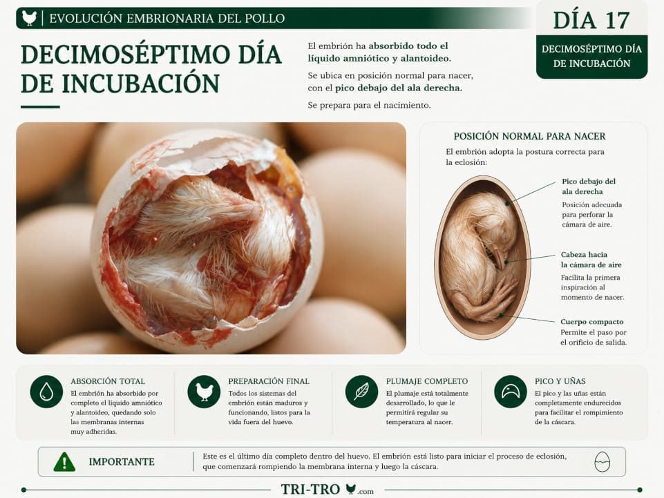 Decimoséptimo día de incubación