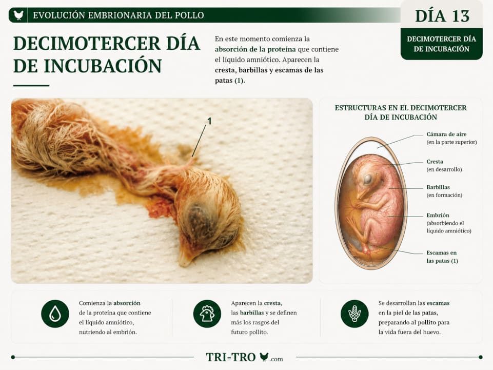 Decimotercer día de incubación 1
