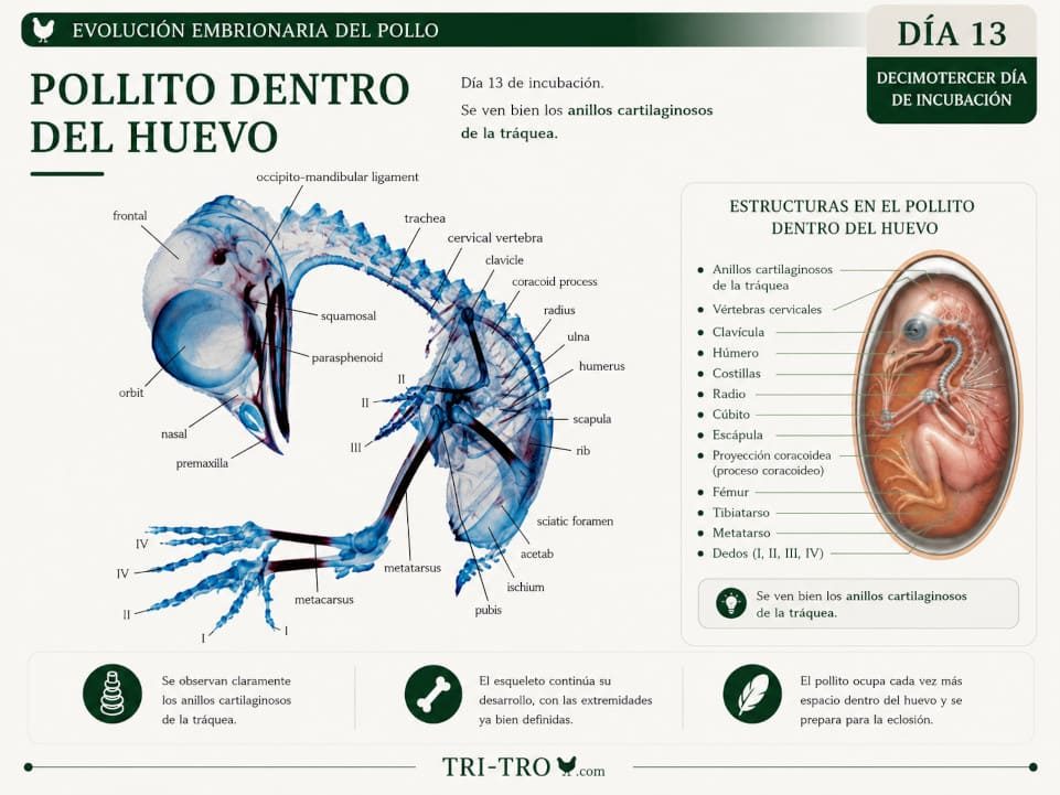 Decimotercer día de incubación 2
