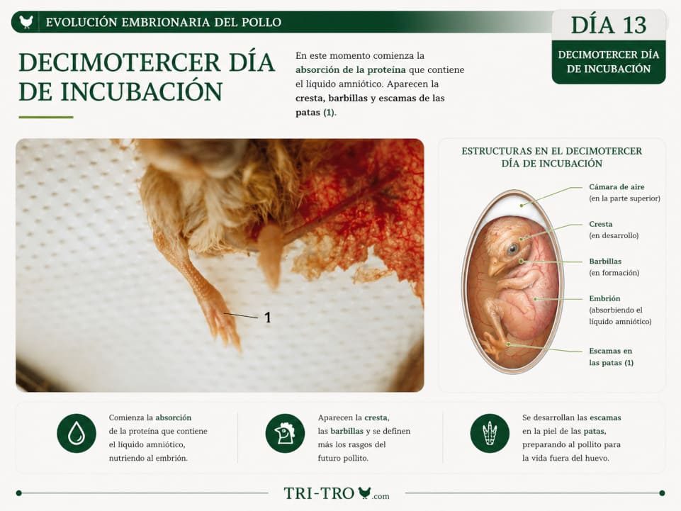 Decimotercer día de incubación