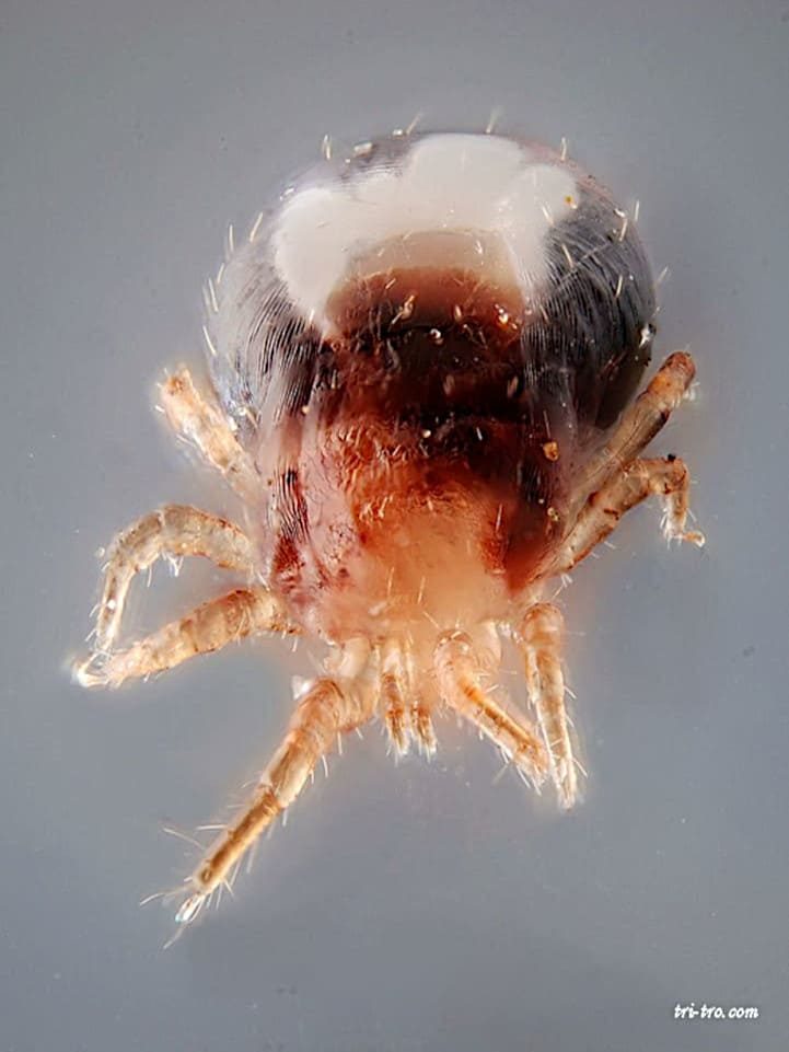 Acaro rojo. Dermanyssus gallinae