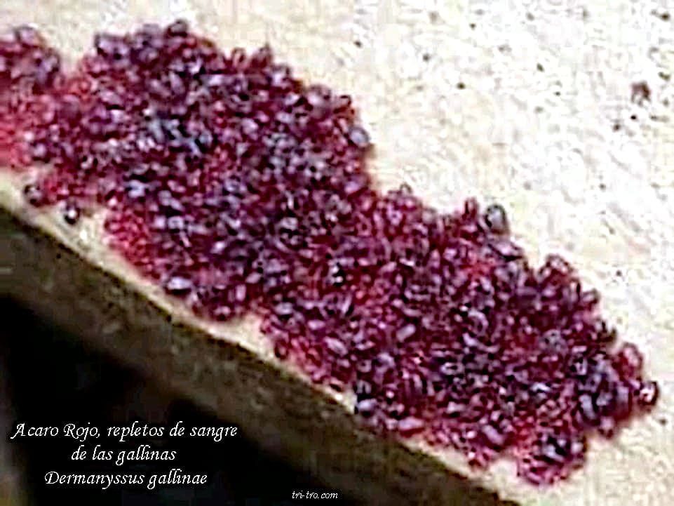Dermanyssus gallinae repleto de sangre