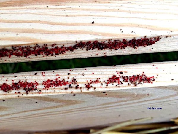 Acaro rojo en el gallinero. Dermanyssus gallinae