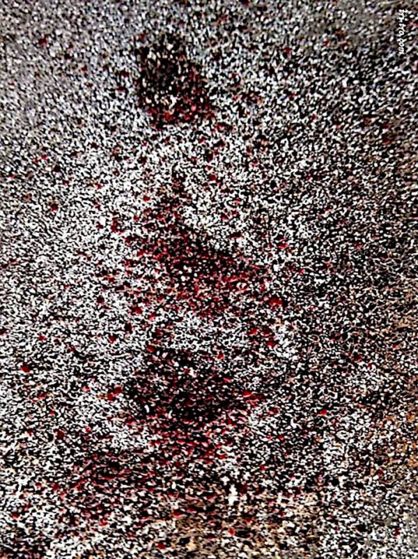 Dermanyssus gallinae. Acaro rojo en el suelo gallinero.