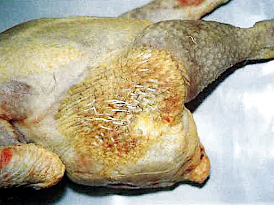 Dermatitis Lesiones por engrosamiento cutáneo (foto S.Ferrarini y F. Mutinelli)