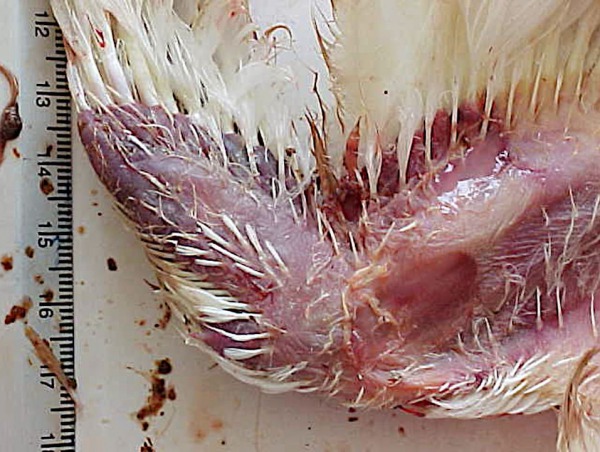 Dermatitis gangrenosa ala pollo