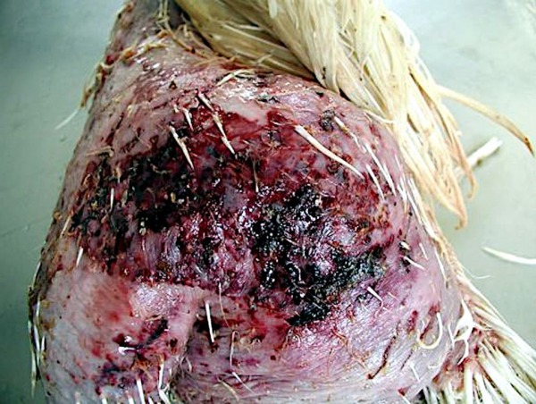 Dermatitis gangrenosa muslo pollo