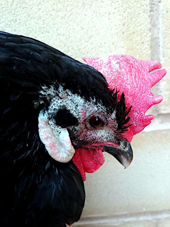 Microsporum gallinae, cresta y cara gallina