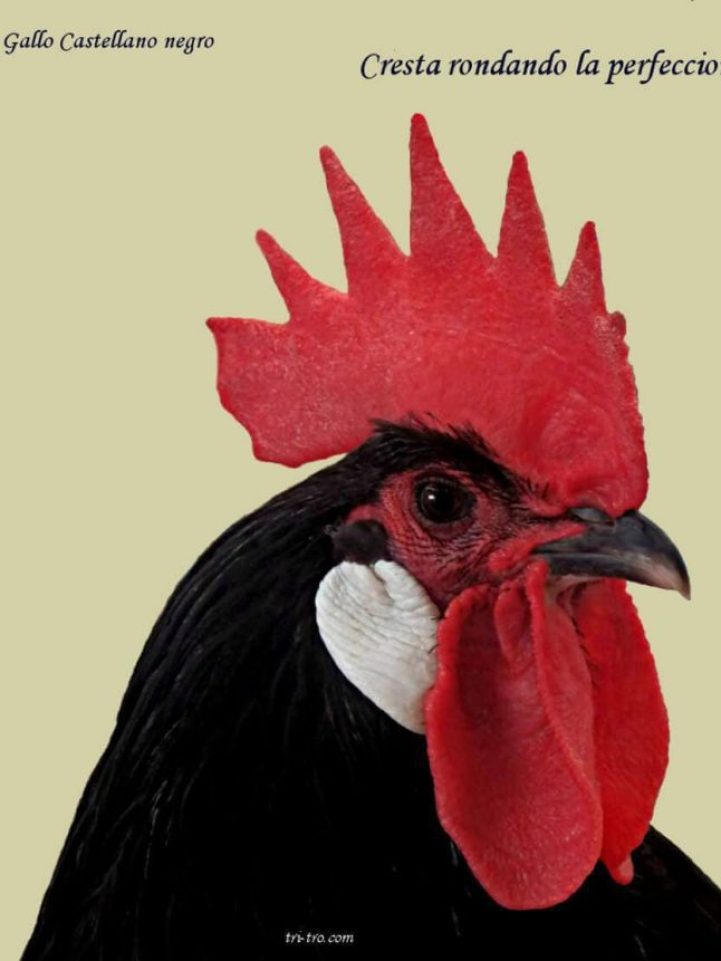 Gallo Castellano negro, rondando la perfección en cresta y cara.