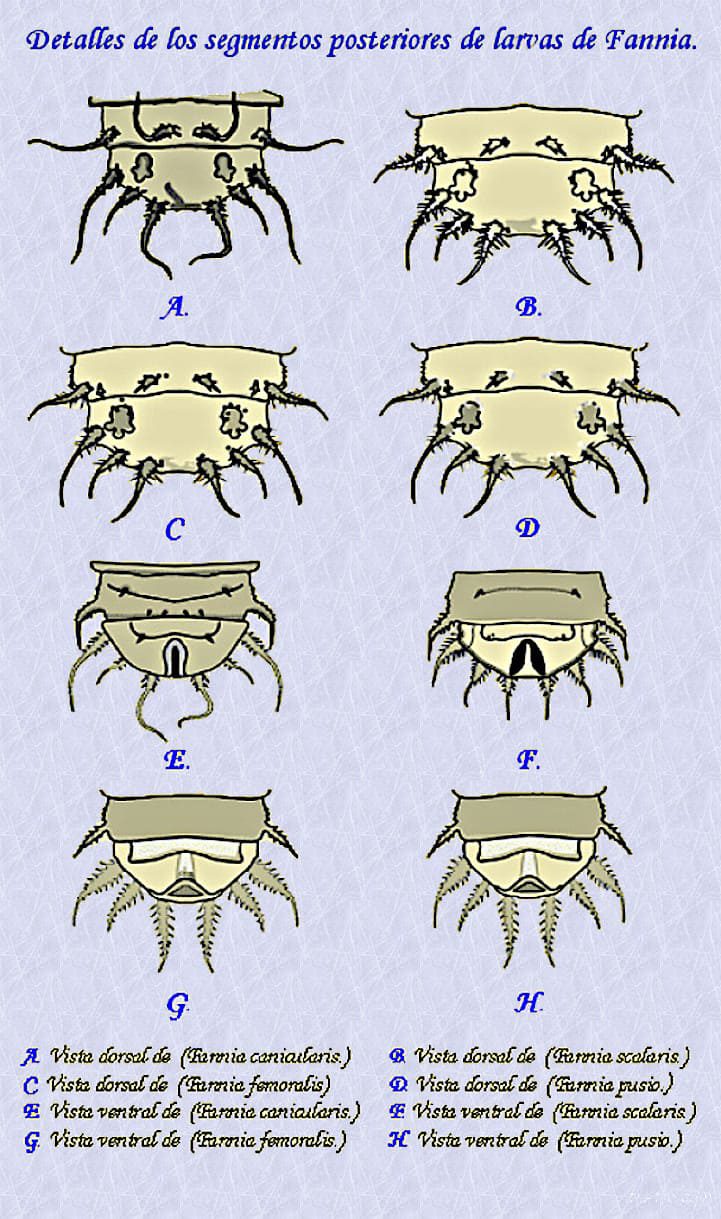 Detalles de los segmentos posteriores de larvas de Fania.