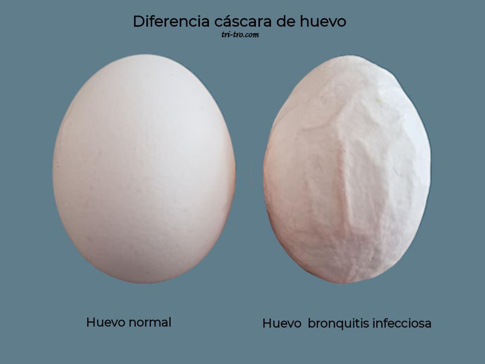 Diferencia cascara de huevo bronquitis infecciosa
