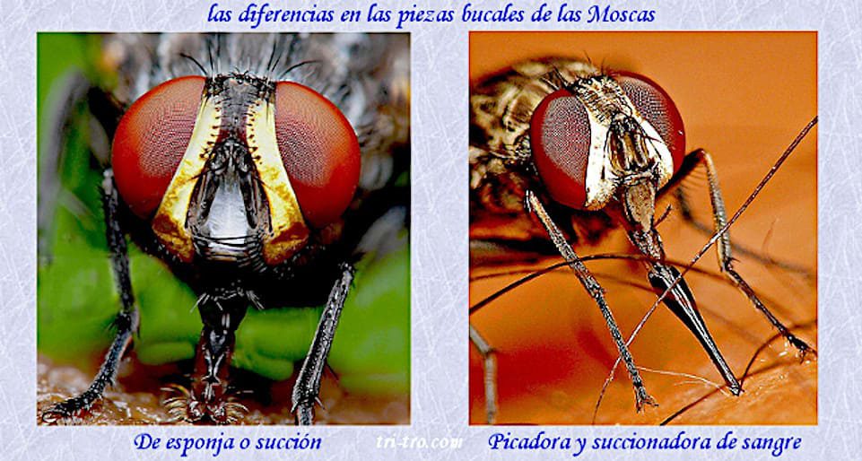 Las diferencias en las piezas bucales de las moscas,.