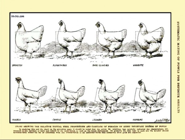 Diferencias en las siluetas exterior razas gallinas