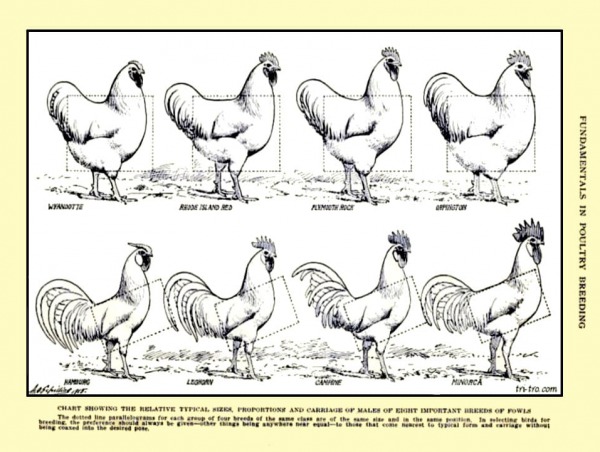 Diferencias en las siluetas exterior razas gallos.