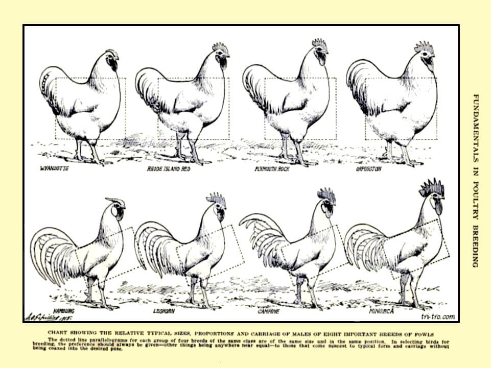 Diferencias en las siluetas exterior razas gallos. ok