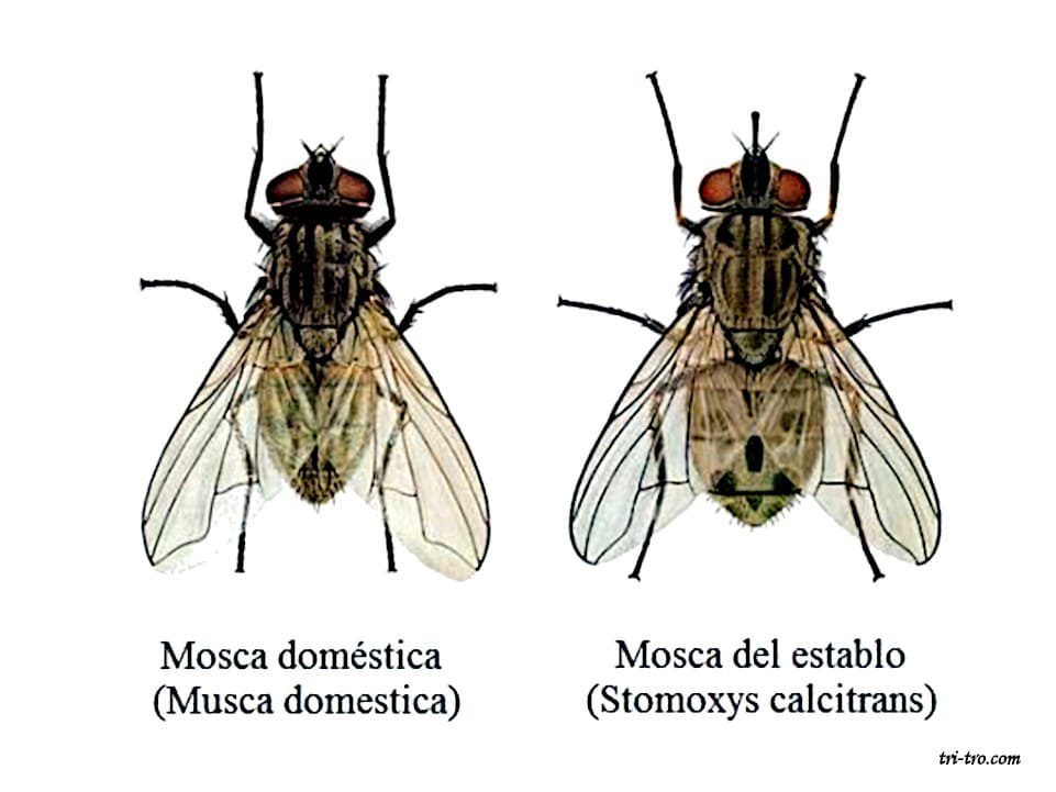 Diferencias ópticas mosca domestica y mosca del establo.