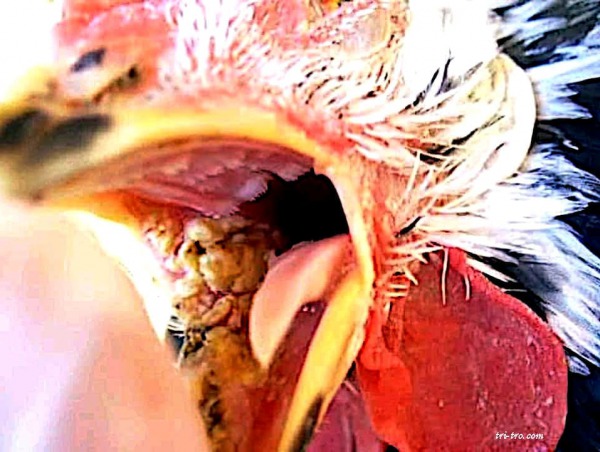 Diftero-viruela en gallo