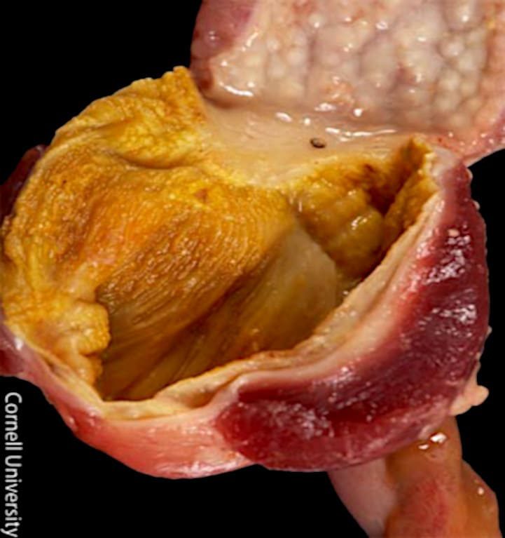 Disección ventrículo molleja de gallina.