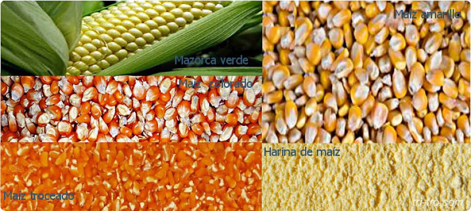 Distintas variedades y procesos del maíz