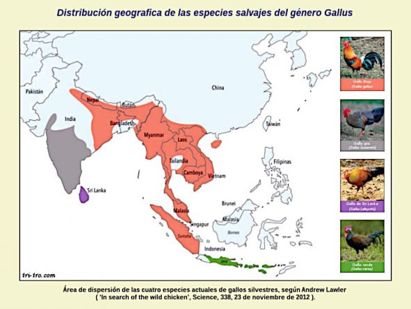 Distribución geográfica de las especies salvajes del género Gallus.