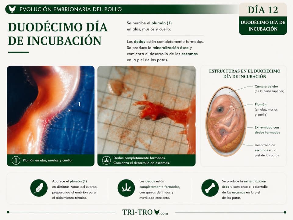 Duodécimo día de incubación.