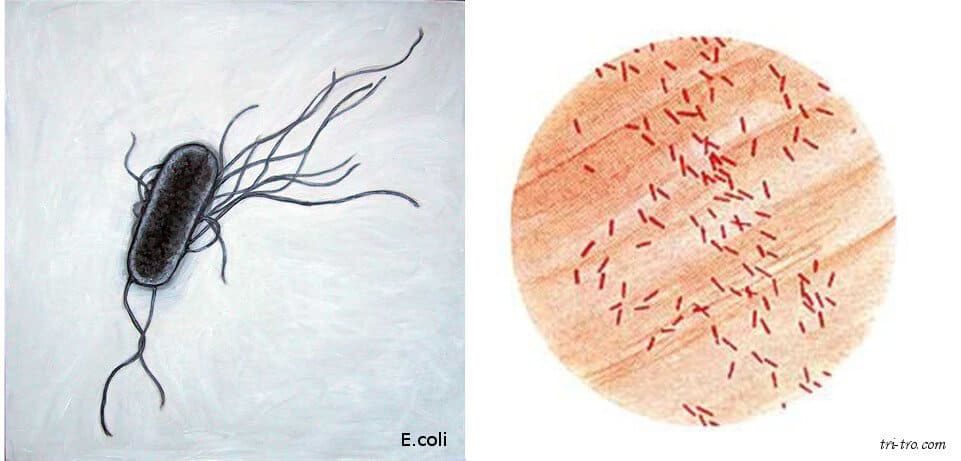 E. coli pullorum, el periodo de incubación de esta enfermedad de 4 a 6 días