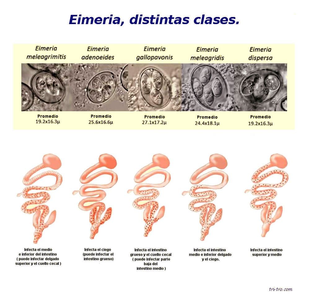 Eimeria del pollo, distintas clases.