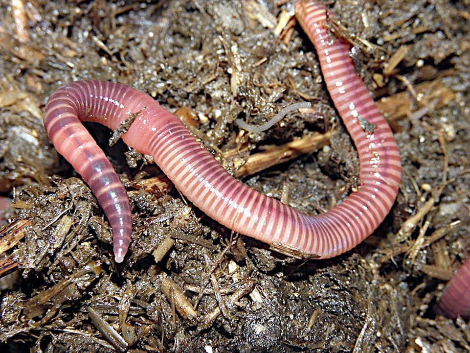 Eisenia Foetida lombriz roja