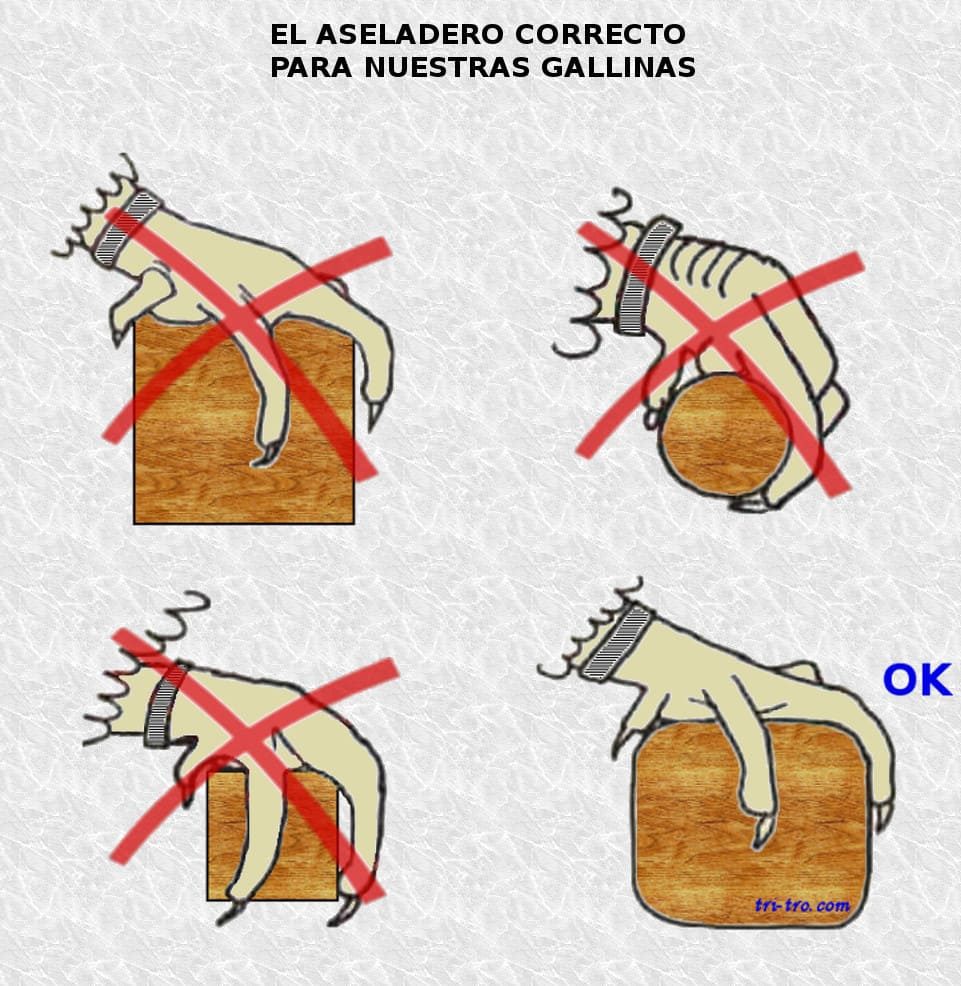 El aseladero correcto para nuestras gallinas