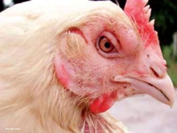 El diagnóstico de cólera aviar pasteurelosis por observación