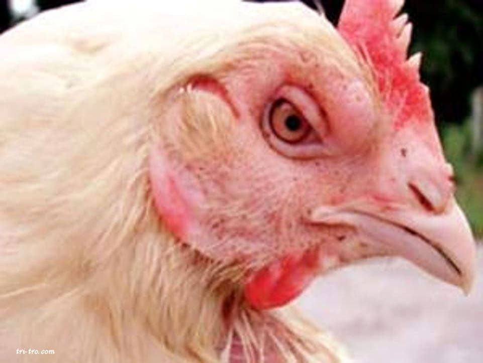 gallina con hinchazon facial por colera aviar infeccion bacteriana