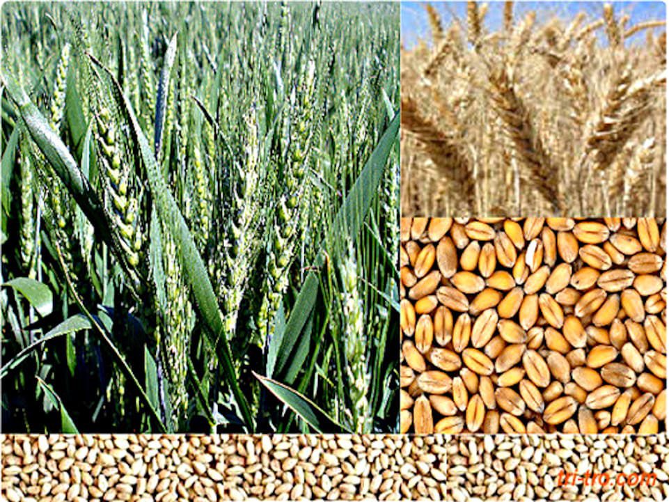 El trigo y sus productos