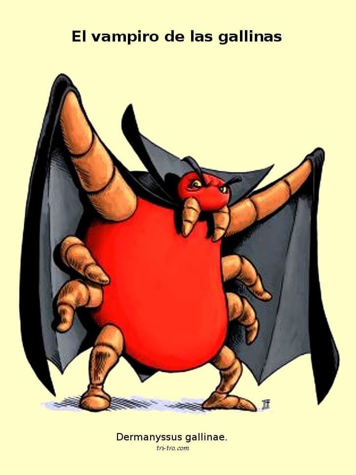 El vampiro de las gallinas. Dermanyssus gallinae