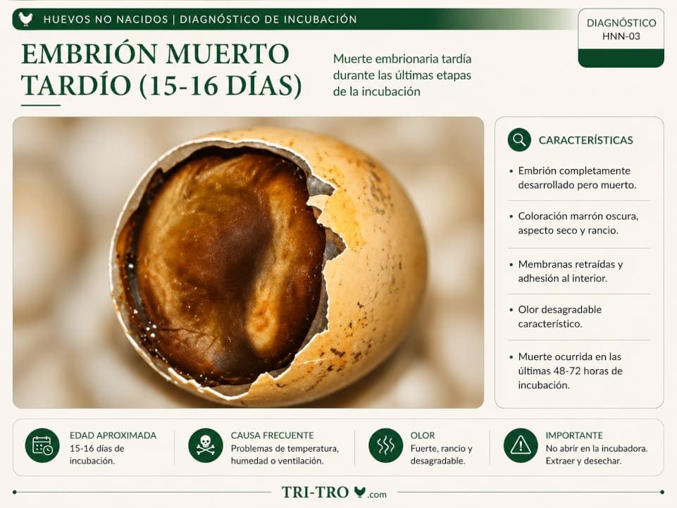 En la etapa del desarrollo del plumaje.