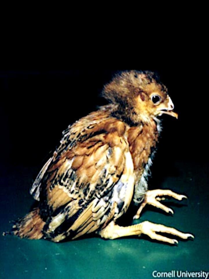 Encefalomielitis pollo sentado