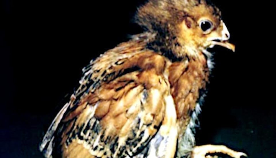 Encefalomielitis pollo sentado