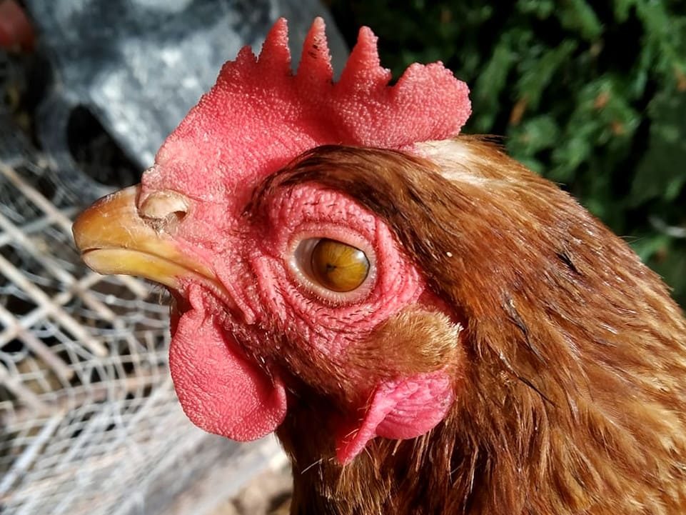 Enfermedad de Marek ojo gallina
