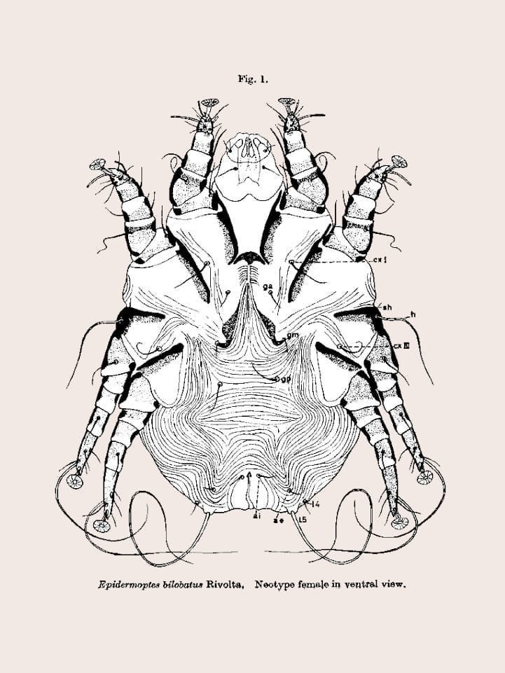 Epidermoptes bilobatus Rivolta. hembra Neotype en vista ventral.