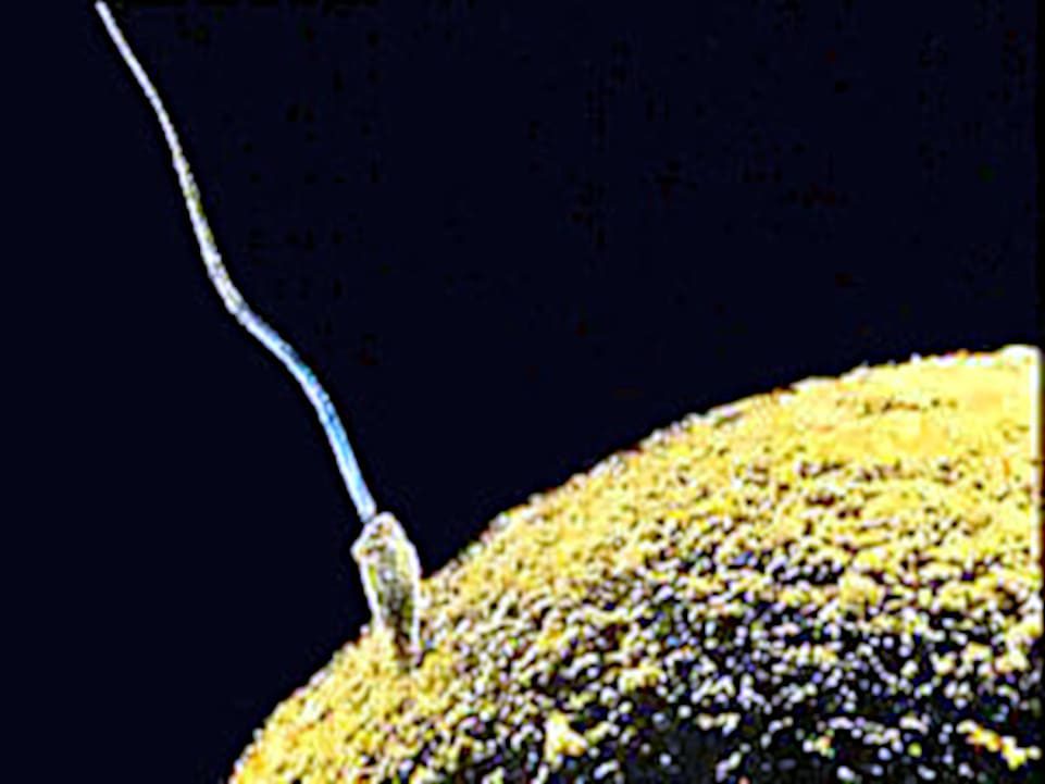 Espermatozoide de gallo penetrando el ovulo.