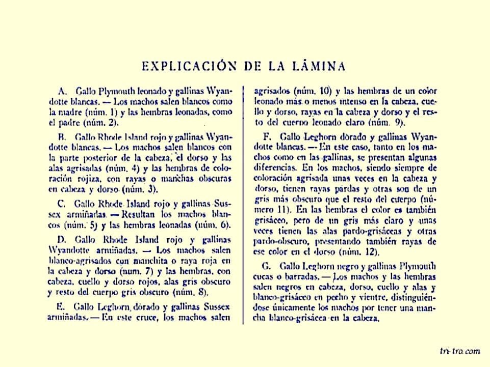 Explicación de la lámina