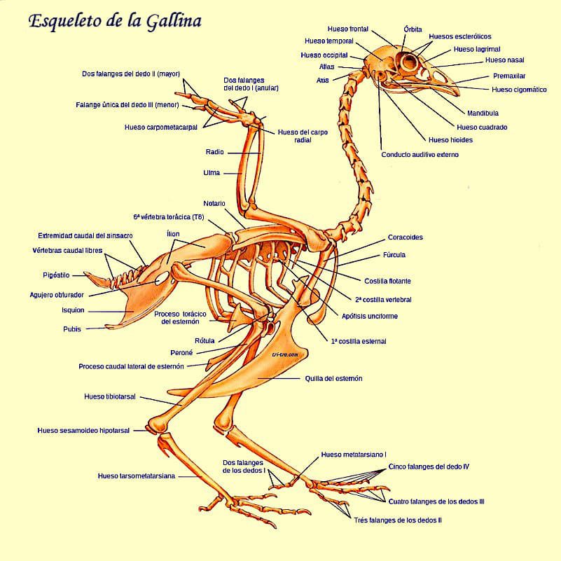 Gallina Castellana Negra: Esqueleto Gallina Sus Partes